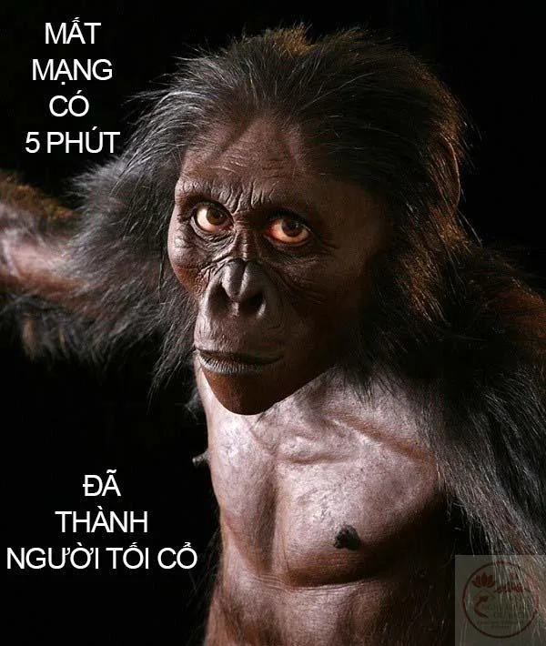meme con khỉ tối cổ