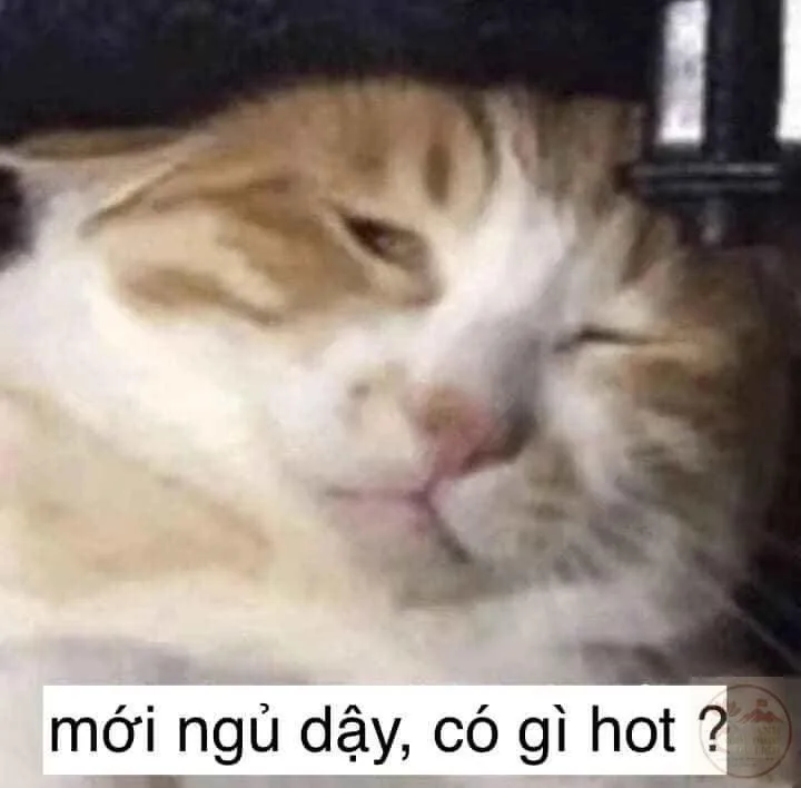 meme tối cổ