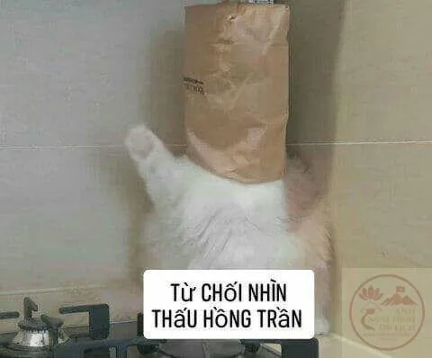 meme từ chối
