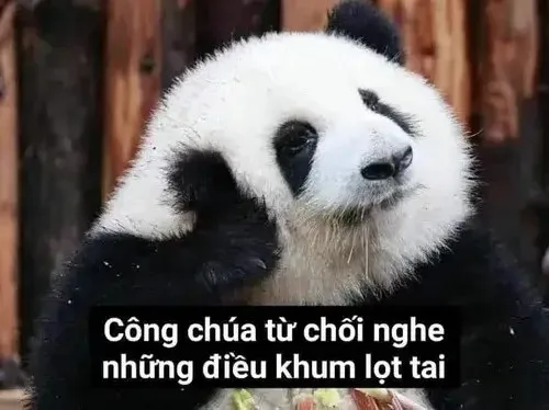 meme từ chối hiểu
