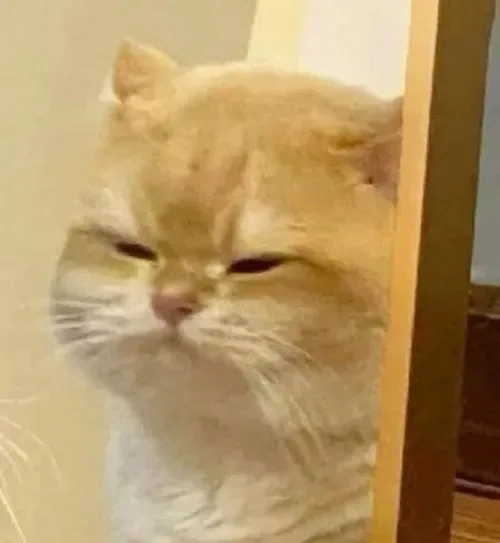 meme mèo khóc tủi thân