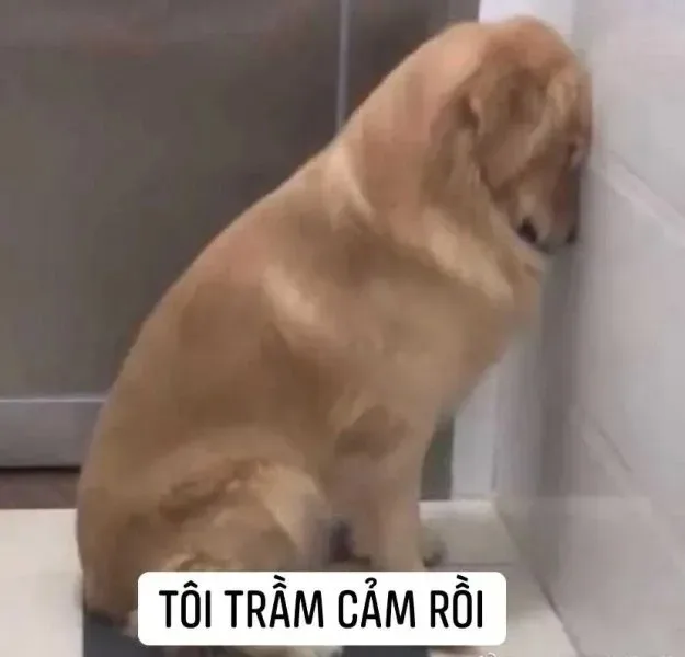meme chó tủi thân