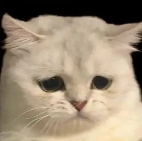 meme mèo khóc tủi thân
