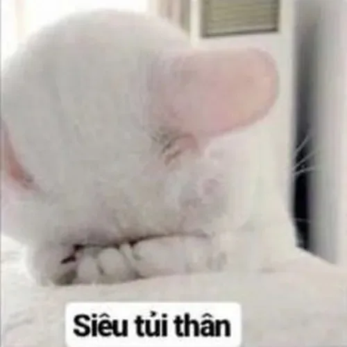 meme mèo khóc tủi thân