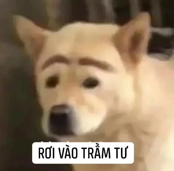 meme chó tủi thân