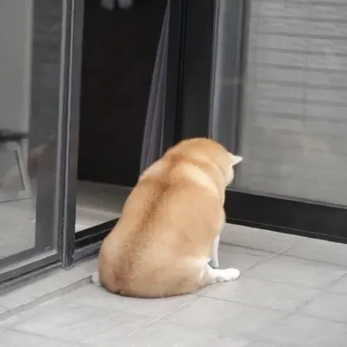 meme chó tủi thân