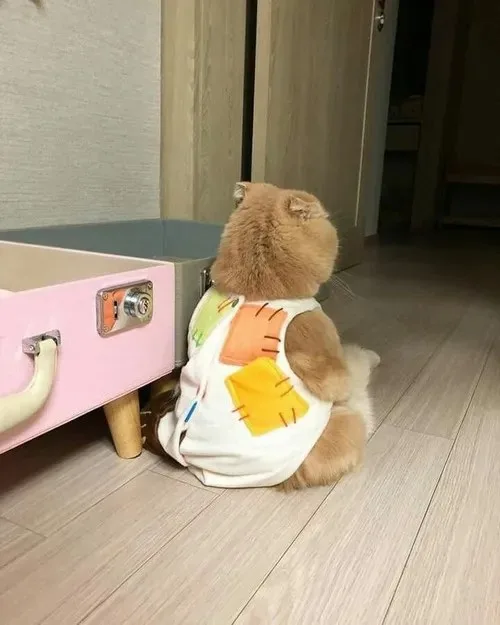 meme mèo khóc tủi thân
