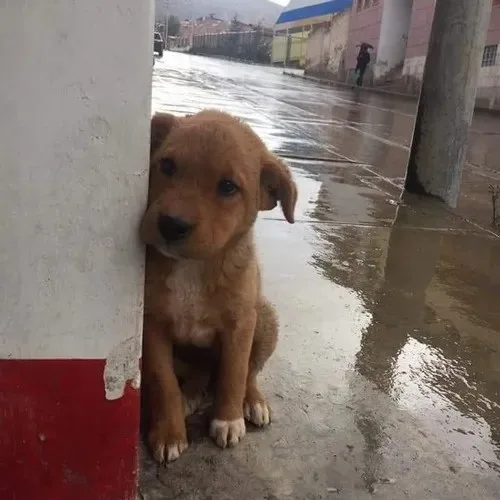 meme chó tủi thân