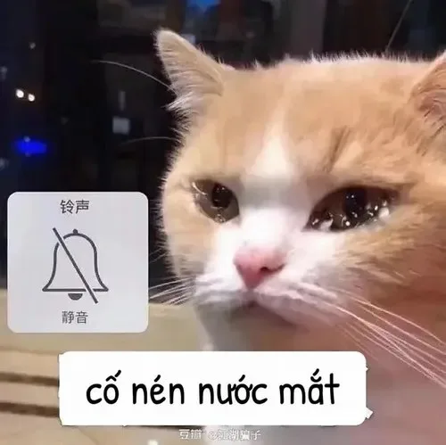 meme mèo khóc tủi thân