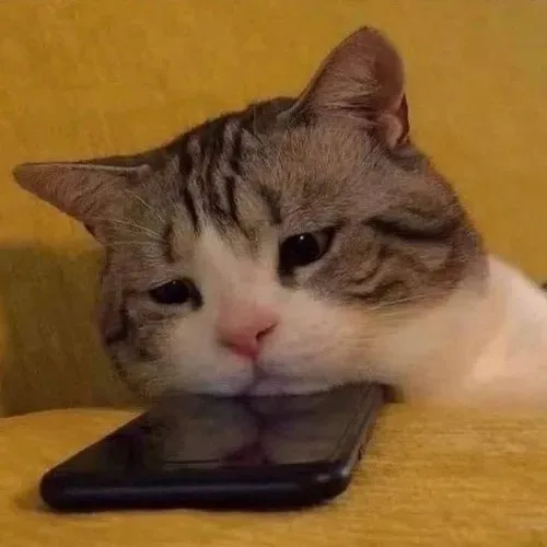 meme mèo khóc tủi thân