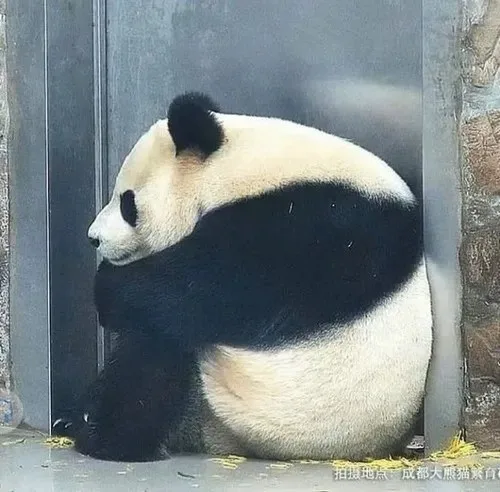 meme ngồi tủi thân