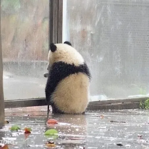 meme ngồi tủi thân