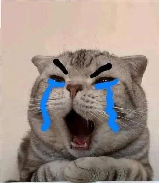 meme mèo khóc tủi thân