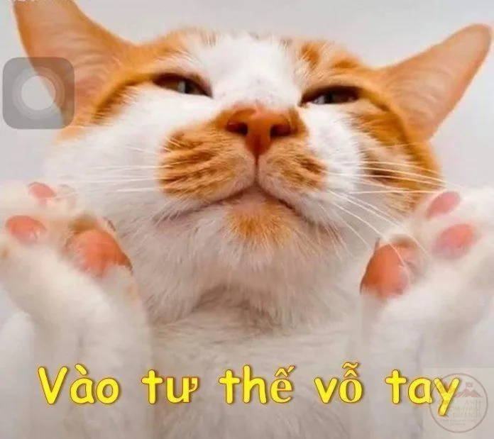 meme vỗ tay động vật