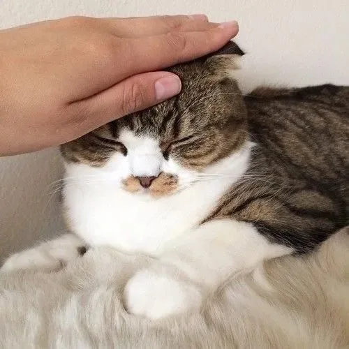 meme xoa đầu mèo