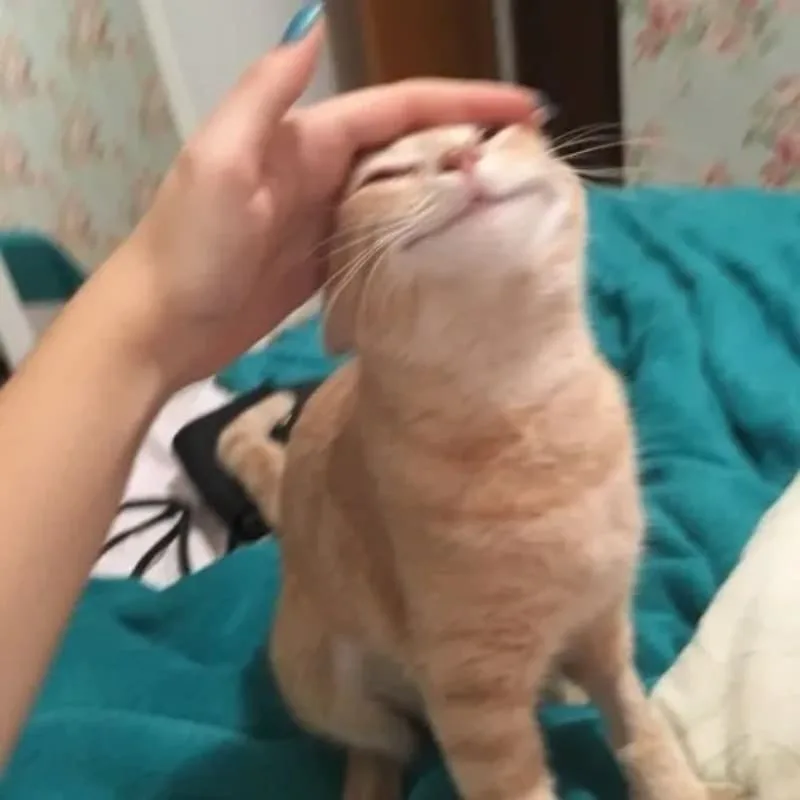 meme xoa đầu mèo
