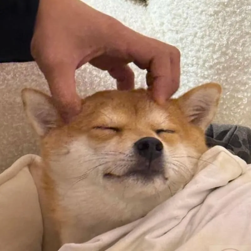 meme xoa đầu dễ thương