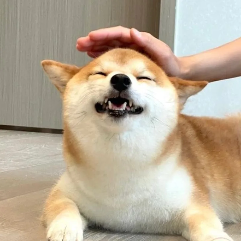 meme xoa đầu dễ thương