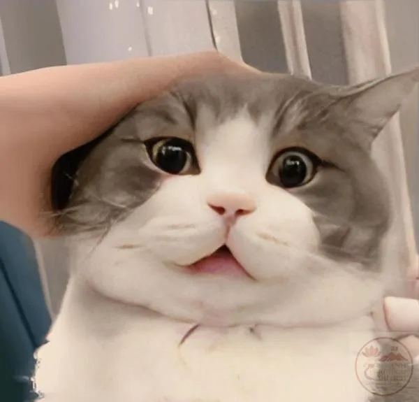 meme xoa đầu mèo