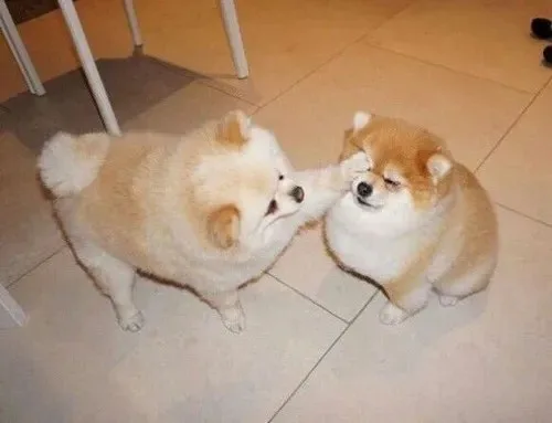 meme xoa đầu dễ thương