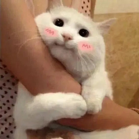 meme yêu nhiều