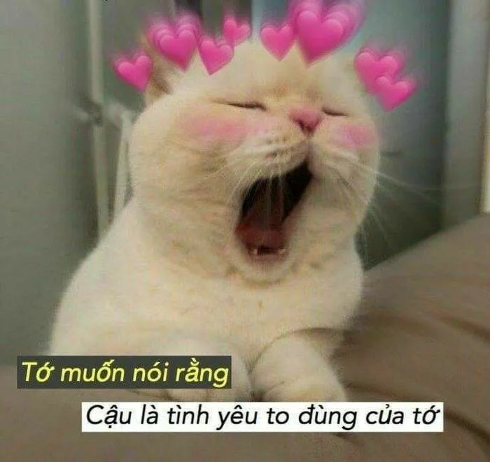 meme yêu nhiều