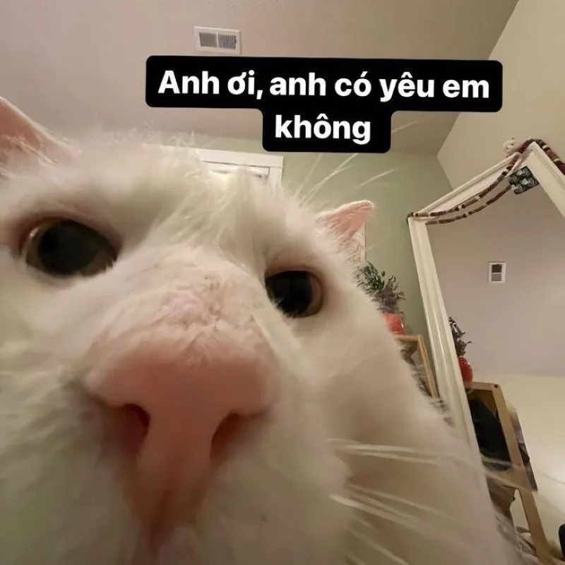 meme yêu anh