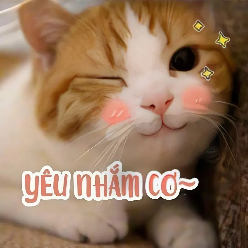 meme yêu anh