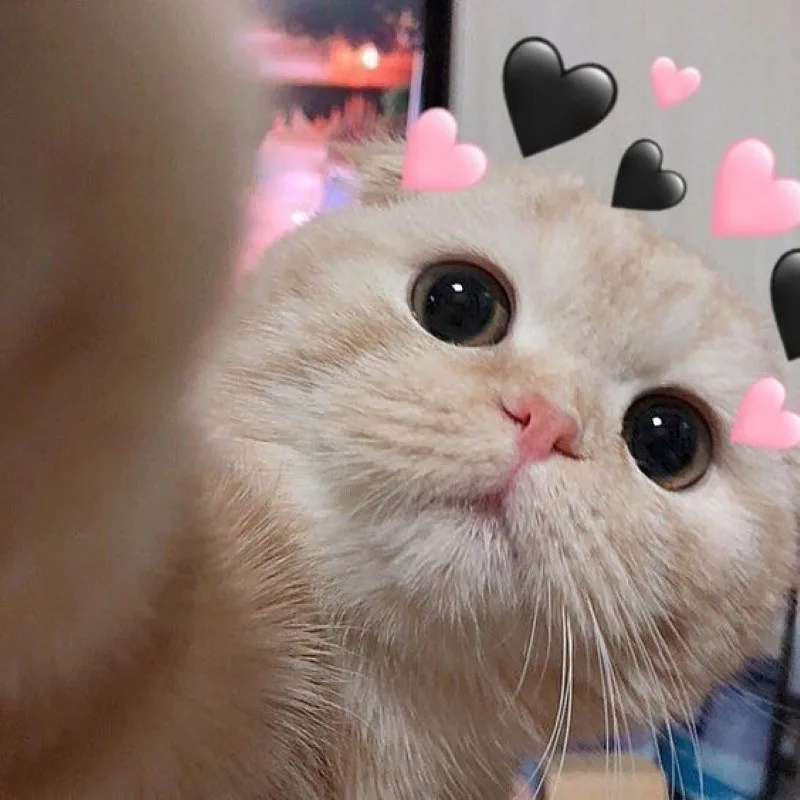 meme yêu thương