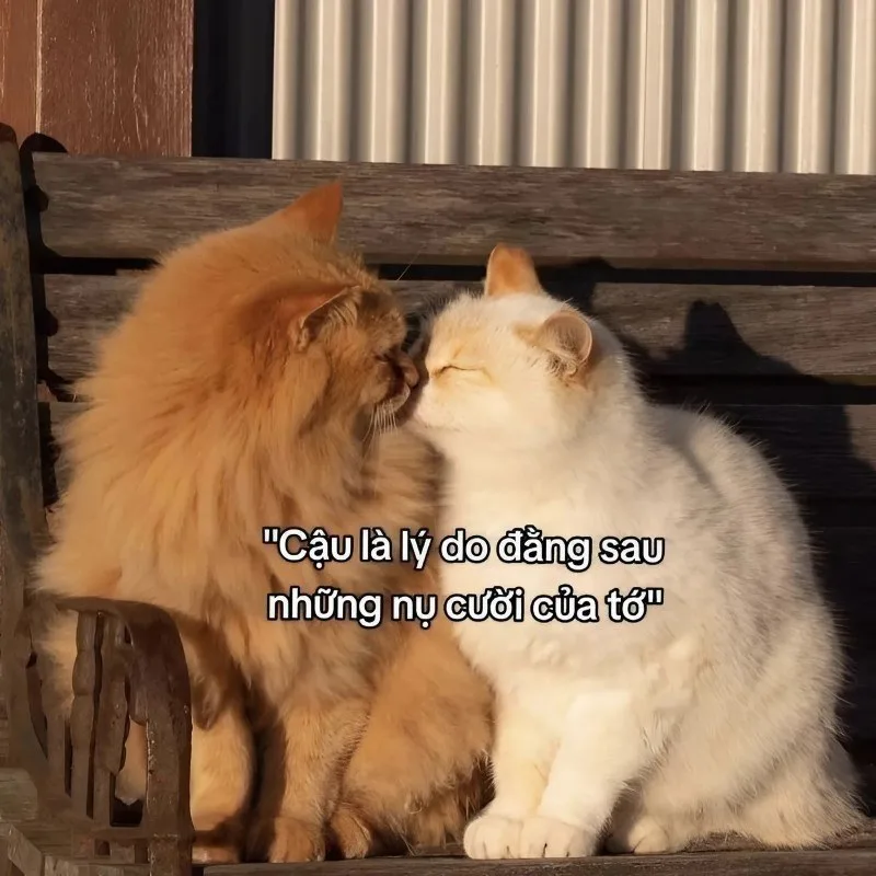 meme yêu anh