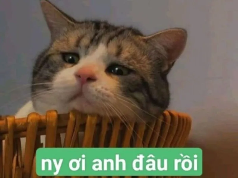meme tình yêu hài hước