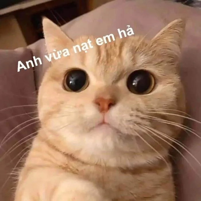 meme tình yêu hài hước
