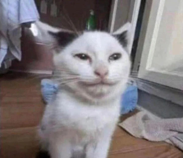 meme mèo mewing