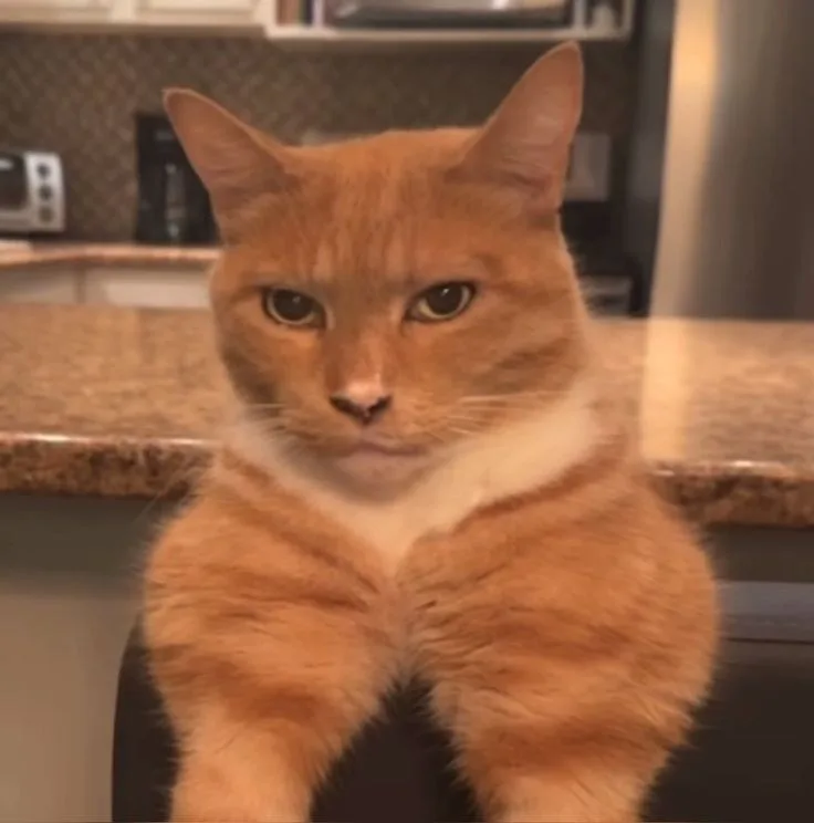 meme mèo mewing