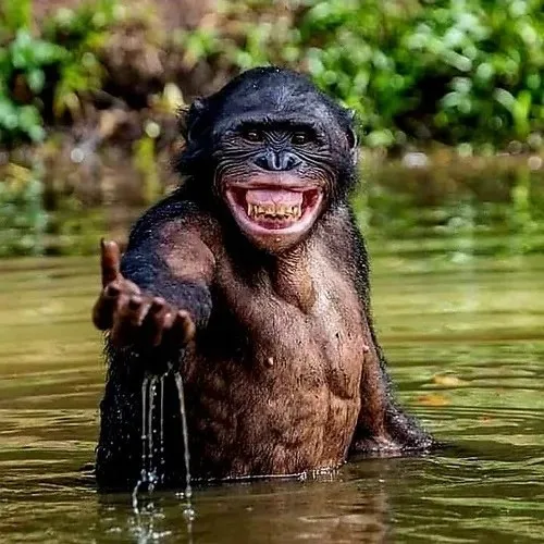 monkey meme