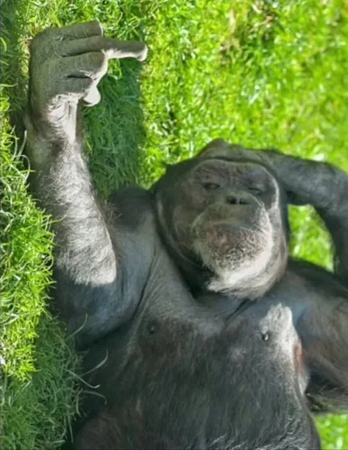monkey meme