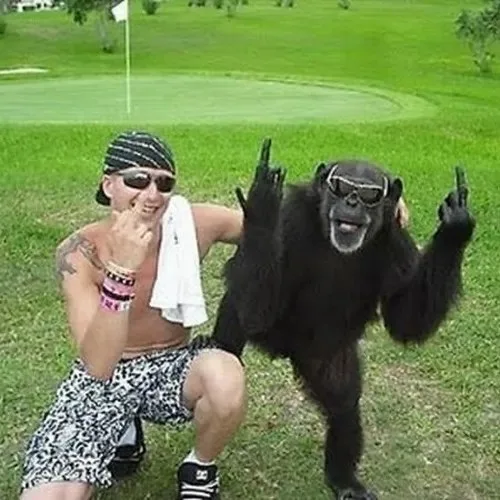 monkey meme
