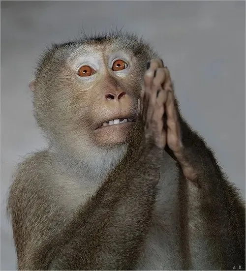 monkey meme