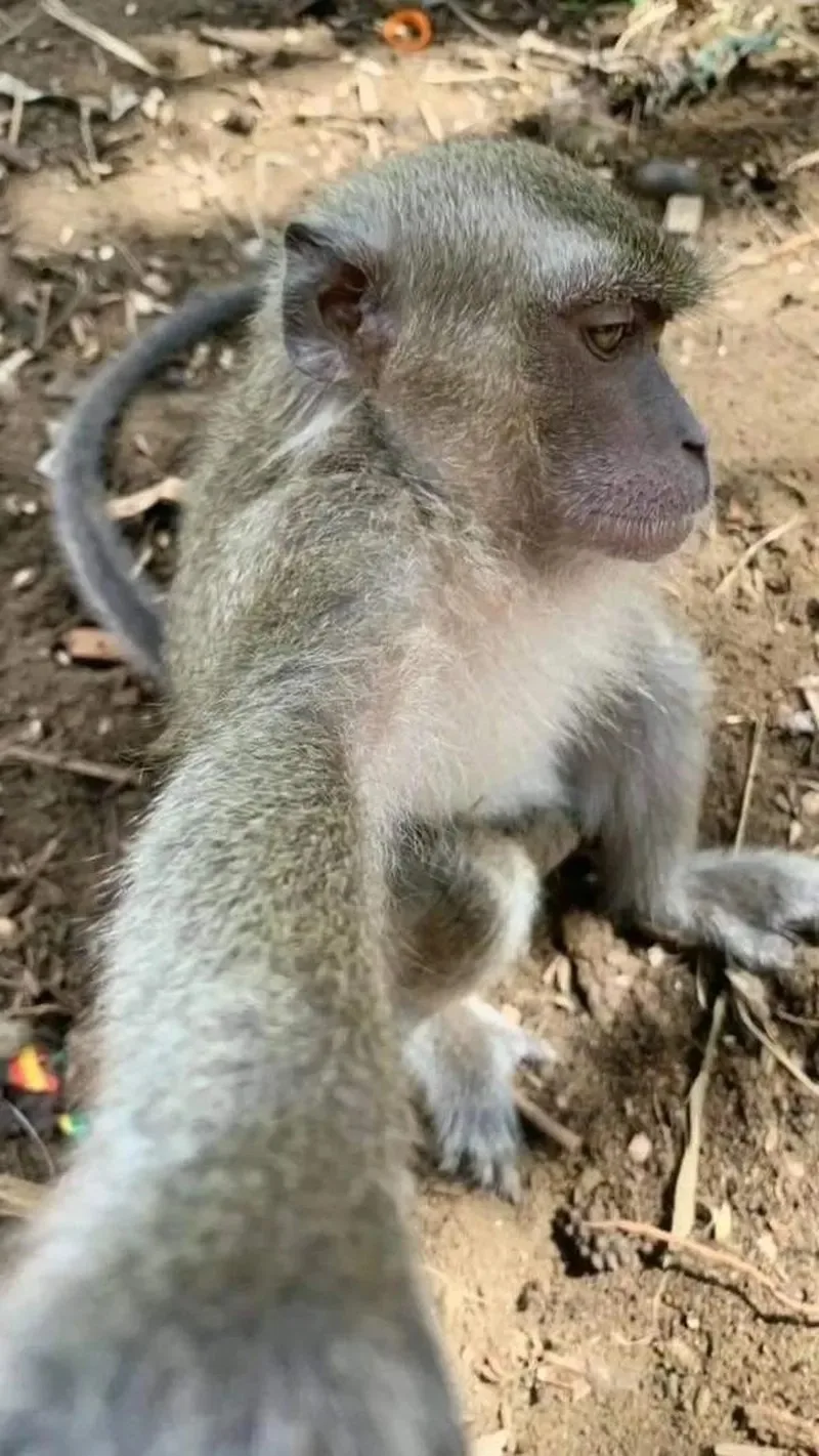 ảnh chế con khỉ