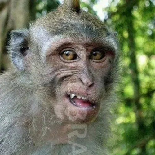 monkey meme
