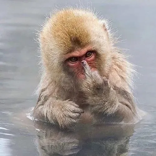 monkey meme