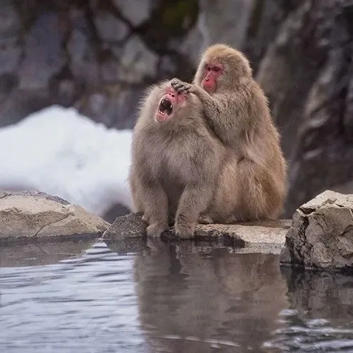 monkey meme