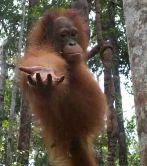 monkey meme