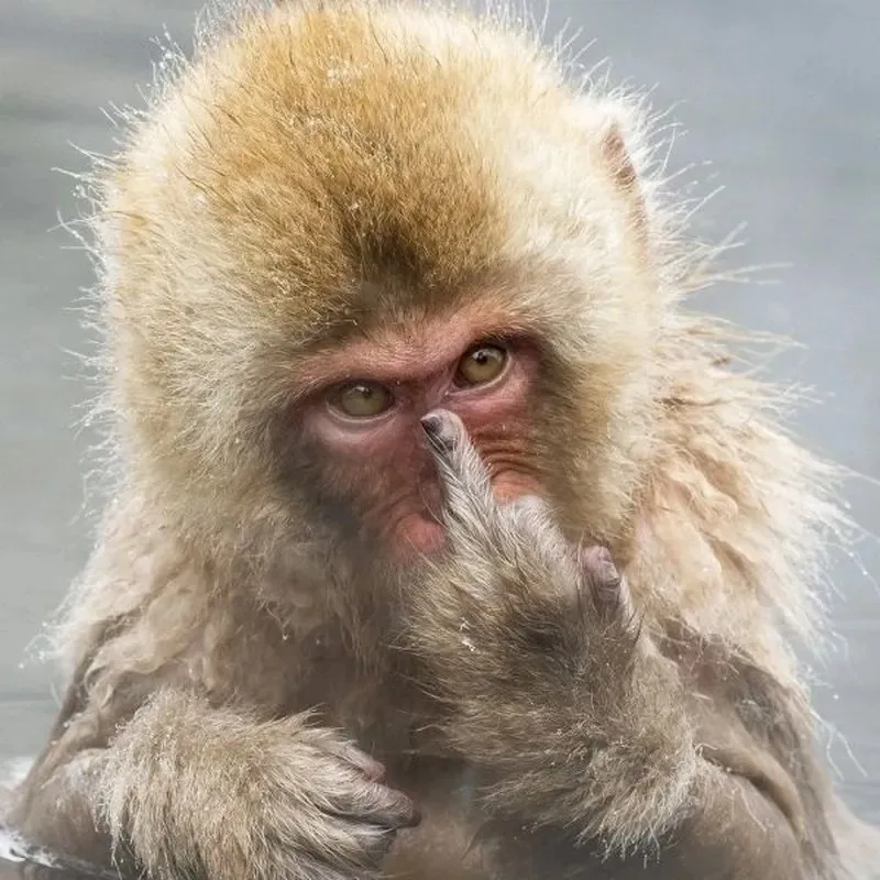 monkey meme