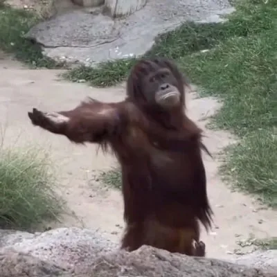 monkey meme