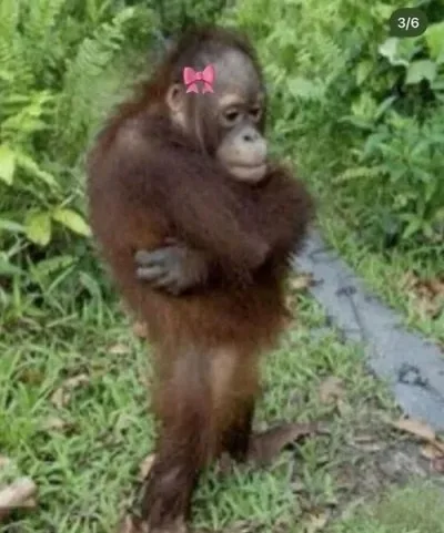 ảnh chế con khỉ