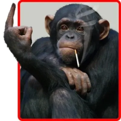 monkey meme