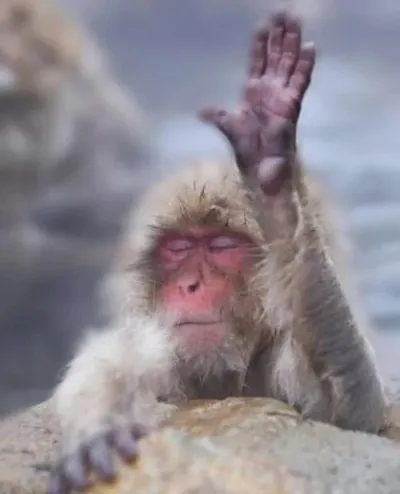 monkey meme