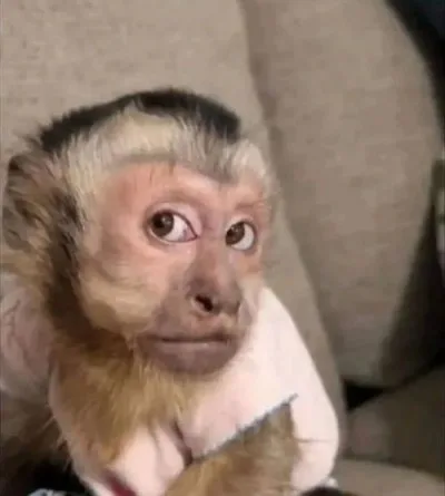monkey meme