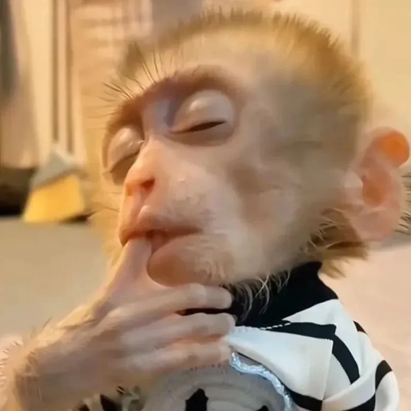 meme khỉ chu mỏ